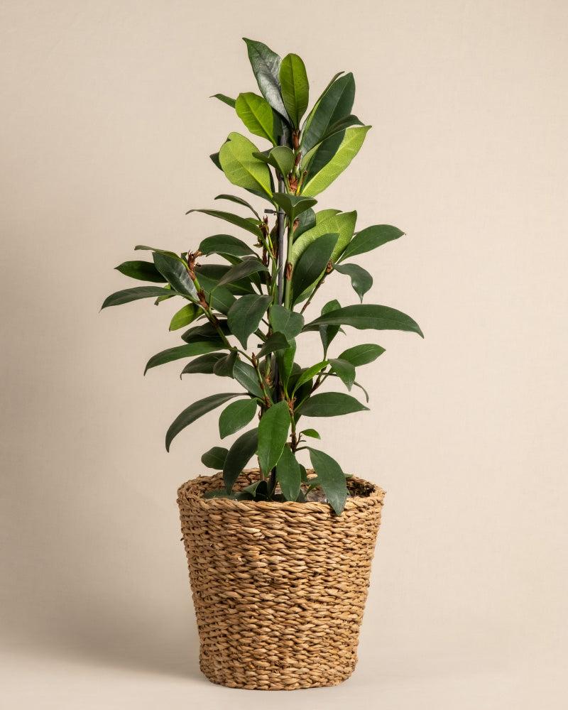 feey-afrikanischer-feigenbaum-ficus-cyathistipula-zimmerbaum image 7