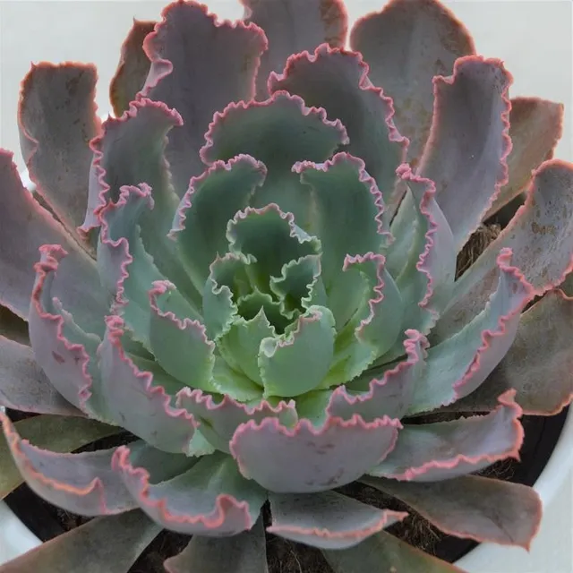 pasiora-echeveria-neon-breaker-echeverie-13cm-topf image 1