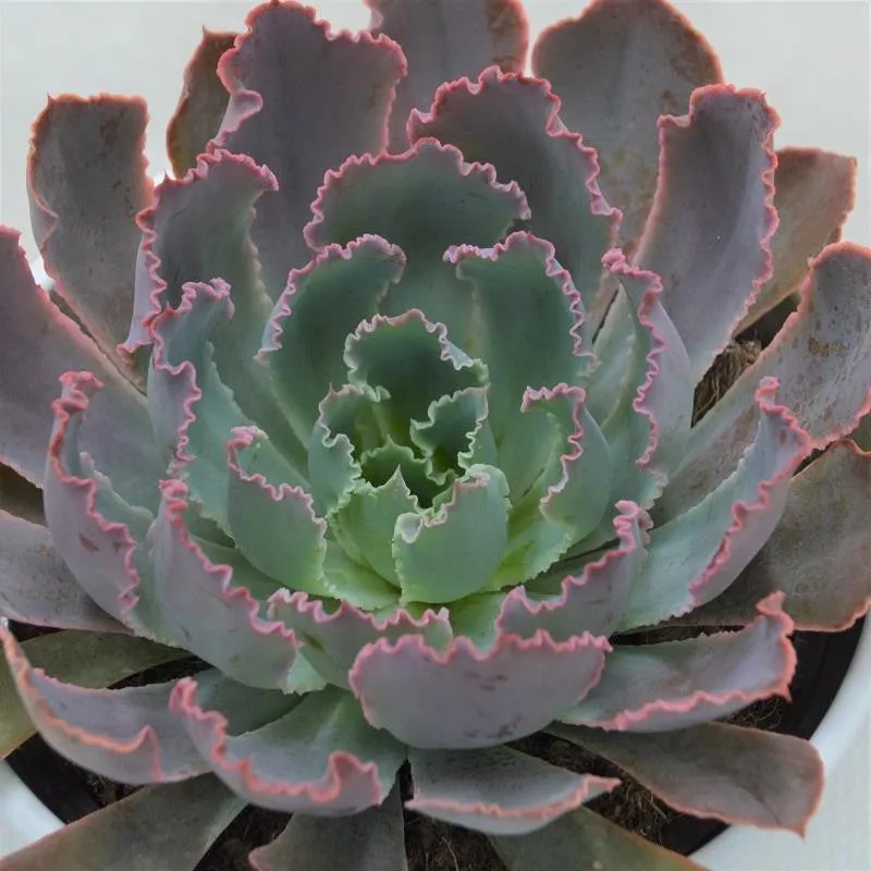 pasiora-echeveria-neon-breaker-echeverie-13cm-topf image 1