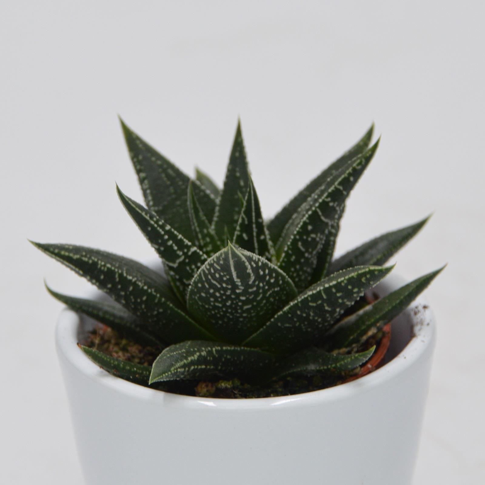 pasiora-haworthia-herbacea-sukkulente-6cm image 1