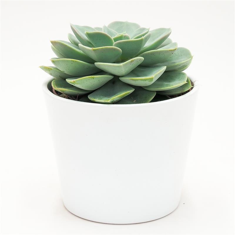 pasiora-echeveria-green-pearl-sukkulente-12cm-topf image 3