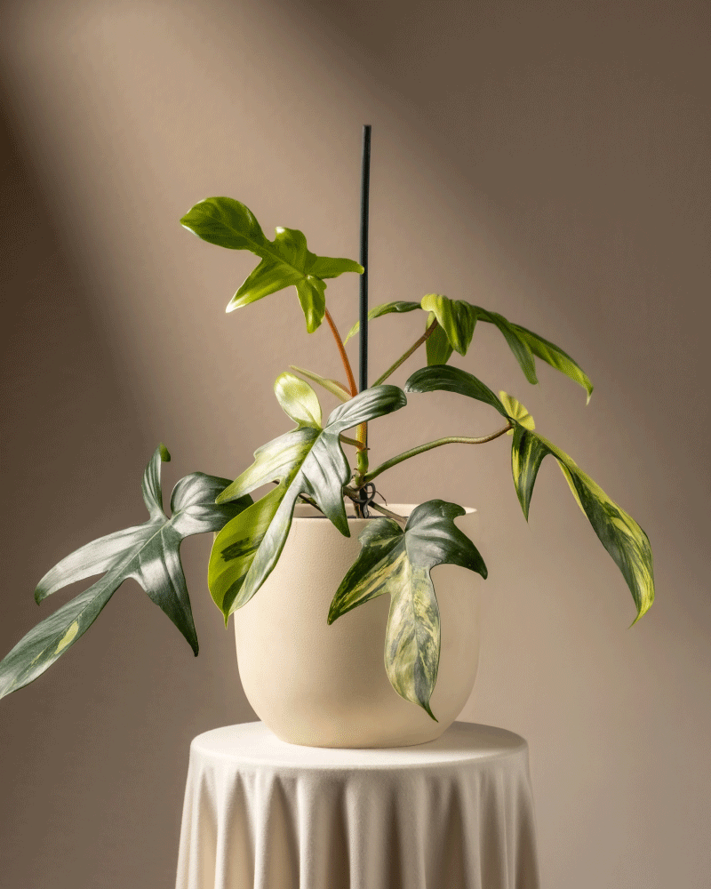 feey-philodendron-florida-beauty-rarit-t-zimmerpflanze image 6