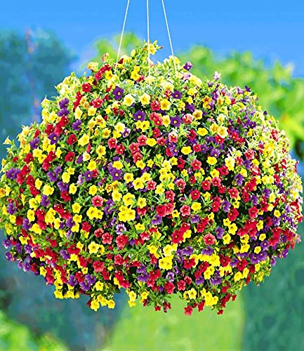 baldur-garten-zaubergl-ckchen-carneval-3-farben-im-topf image 6