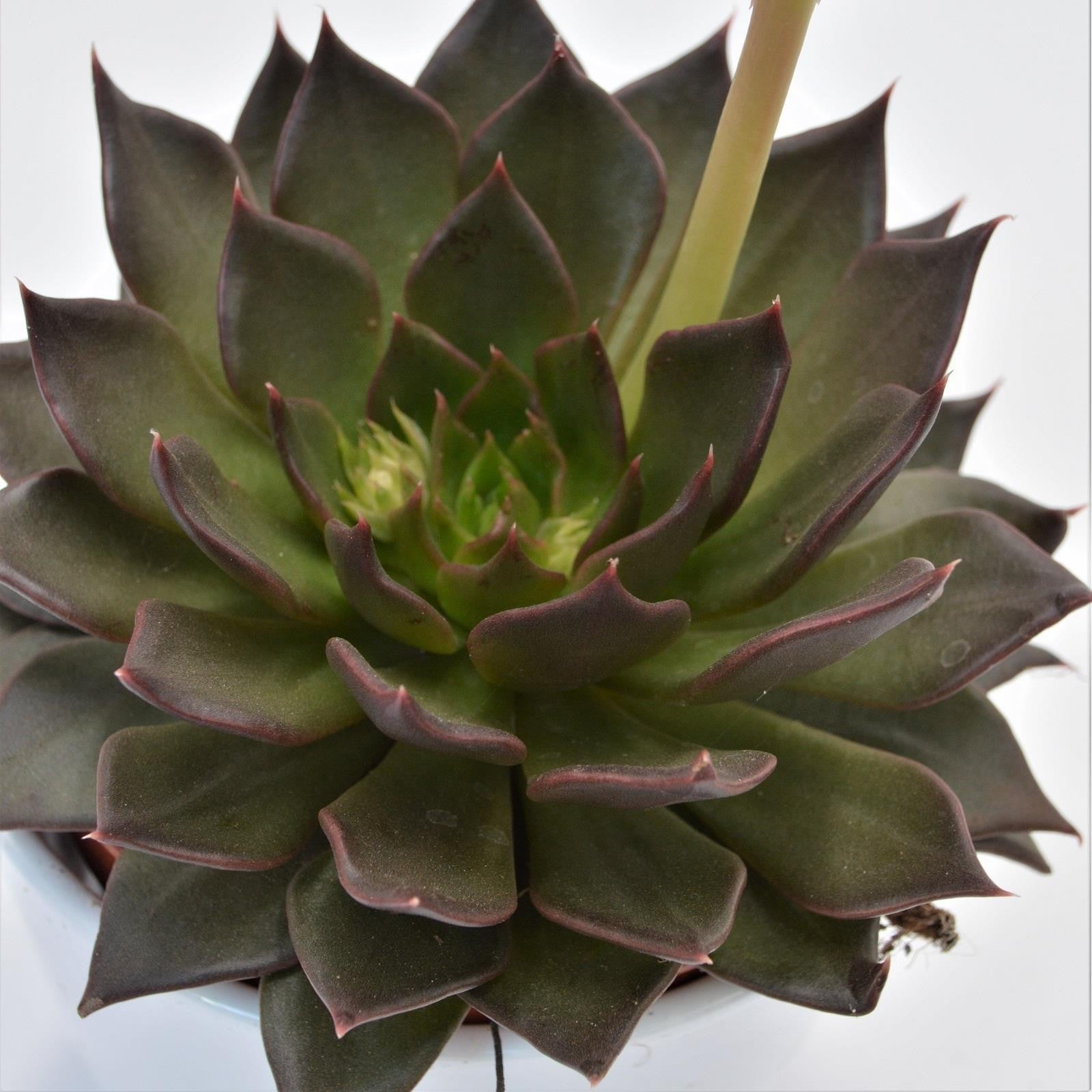 pasiora-echeveria-black-river-hybrid-12cm image 2