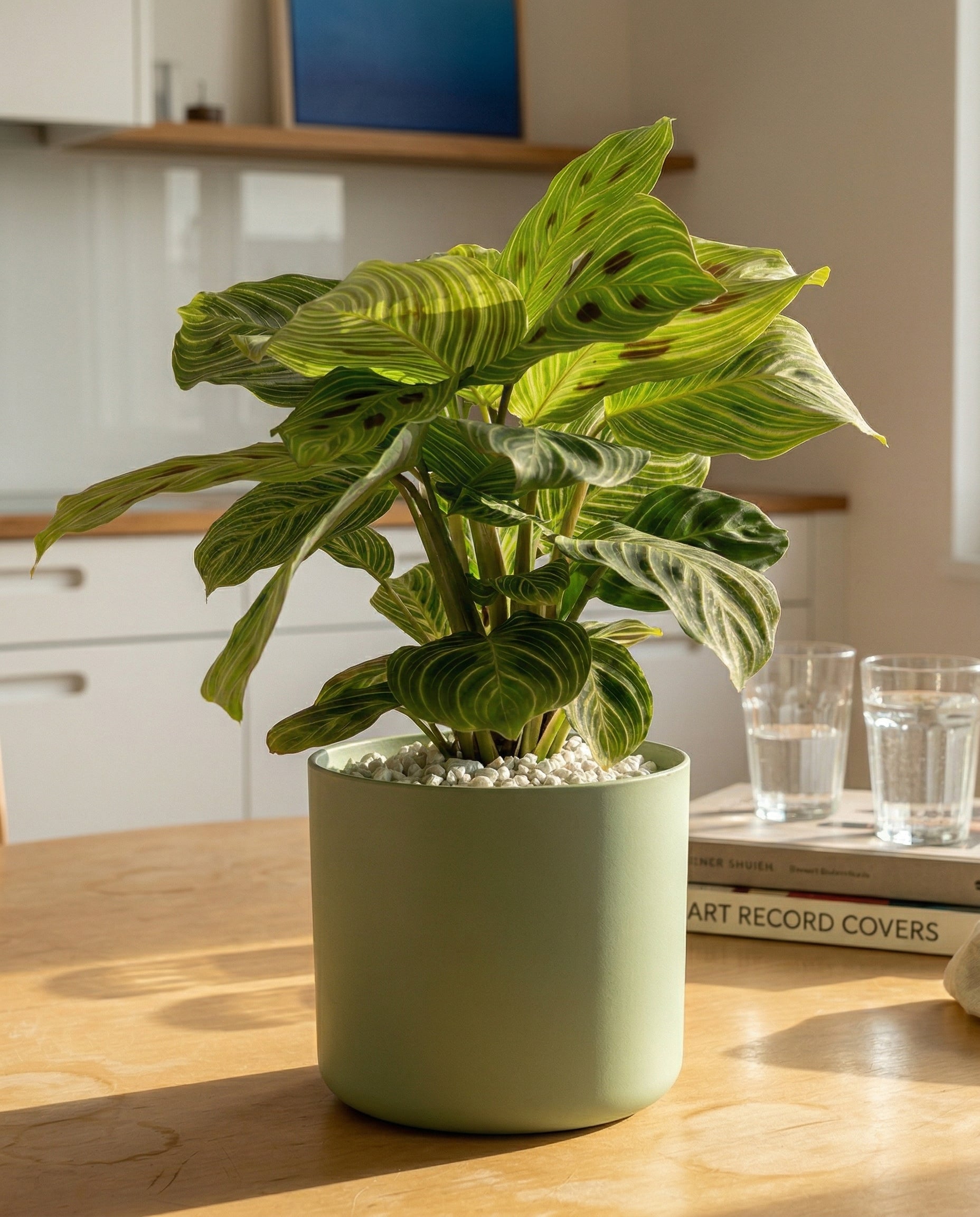 feey-maranta-light-veins-zimmerpflanze-pfeilwurz-rarit-t image 4