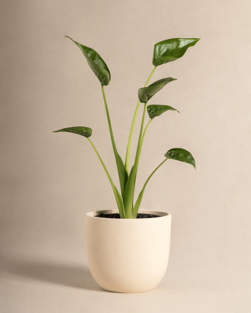 feey-alocasia-tiny-dancer-pfeilblatt-zimmerpflanze image 5