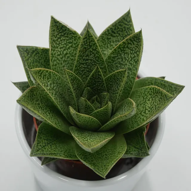 pasiora-gasteria-tiga-sukkulente-8-5cm-topf image 1