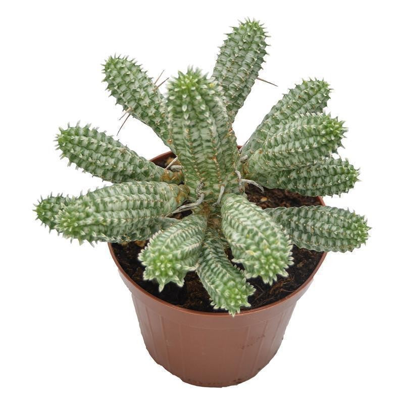 pasiora-euphorbia-mammillaris-f-variegata-sukkulente-12-cm-topf image 3
