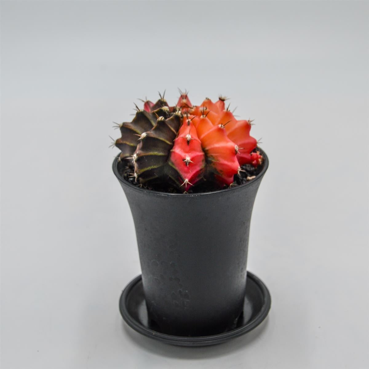 pasiora-gymnocalycium-mihanovichii-f-variegata-kaktus-8cm image 4