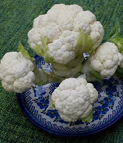 baldur-garten-multi-pfl-ck-blumenkohl-multi-head-f1-3-pflanzen image 8