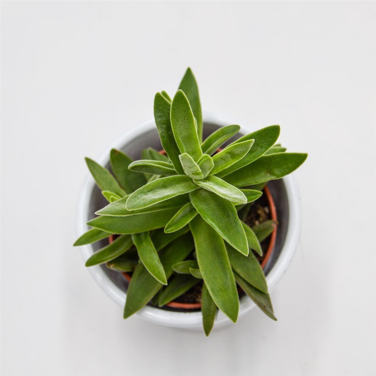 pasiora-crassula-stretto-dickblatt-sukkulente-5-5cm image 1