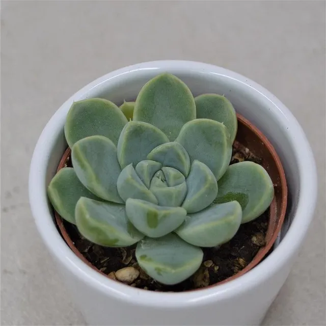 pasiora-echeveria-albicans-sukkulente-6cm-topf image 1