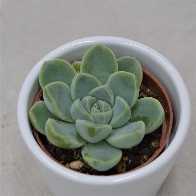 pasiora-echeveria-albicans-sukkulente-6cm-topf image 1