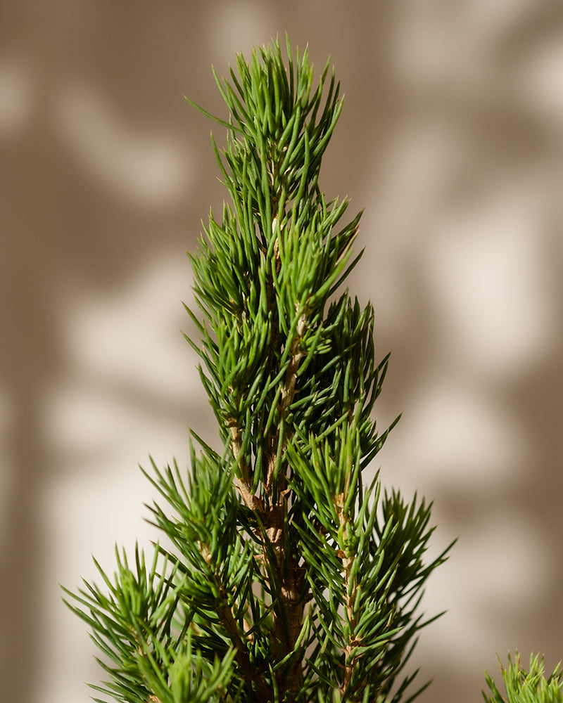 feey-gro-er-tannenbaum-zuckerhutfichte-picea-glauca-december-k-bel image 8
