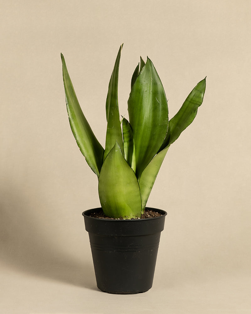 feey-sansevieria-trifasciata-moonshine-bogenhanf-mittel image 3