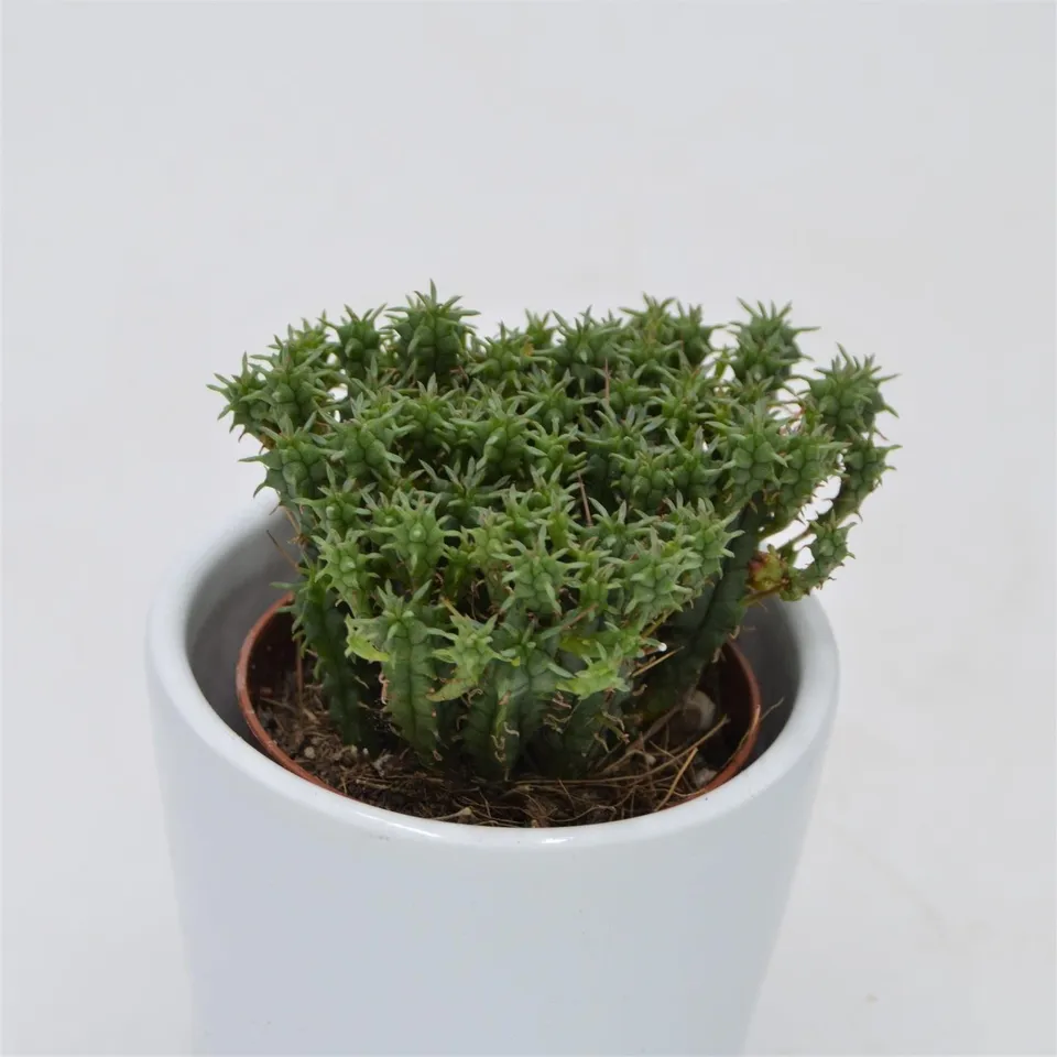 pasiora-euphorbia-cristata-sukkulente-5-5cm-topf image 1