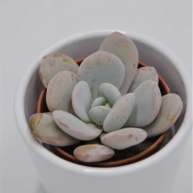 pasiora-echeveria-laui-echeverie-5-5-cm-topf image 1
