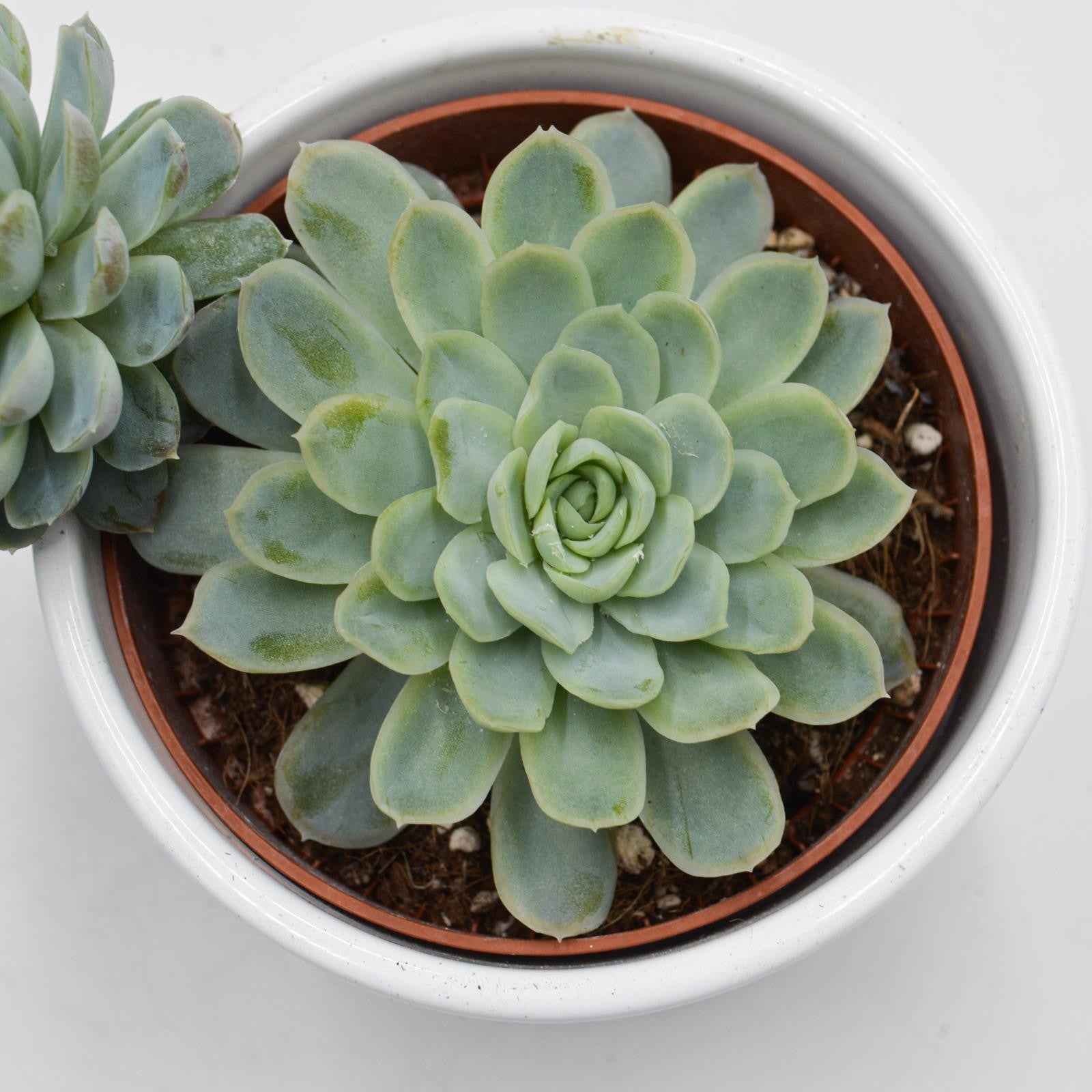 pasiora-echeveria-elegans-sukkulente-10-5cm image 2