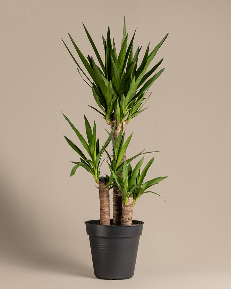 feey-gro-e-yucca-elephantipes-yucca-palme-xl-im-30-cm-topf image 3