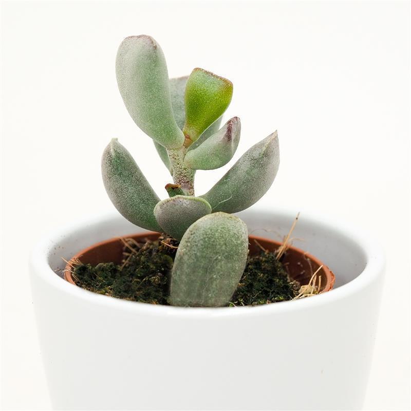 pasiora-adromischus-truncatus-sukkulente-5-5-cm-mini-topf image 1