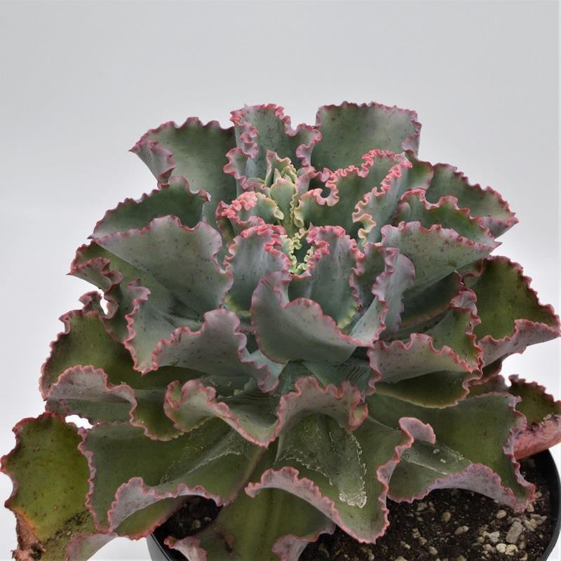 pasiora-echeveria-giant-blue-sukkulente-18cm-topf image 1