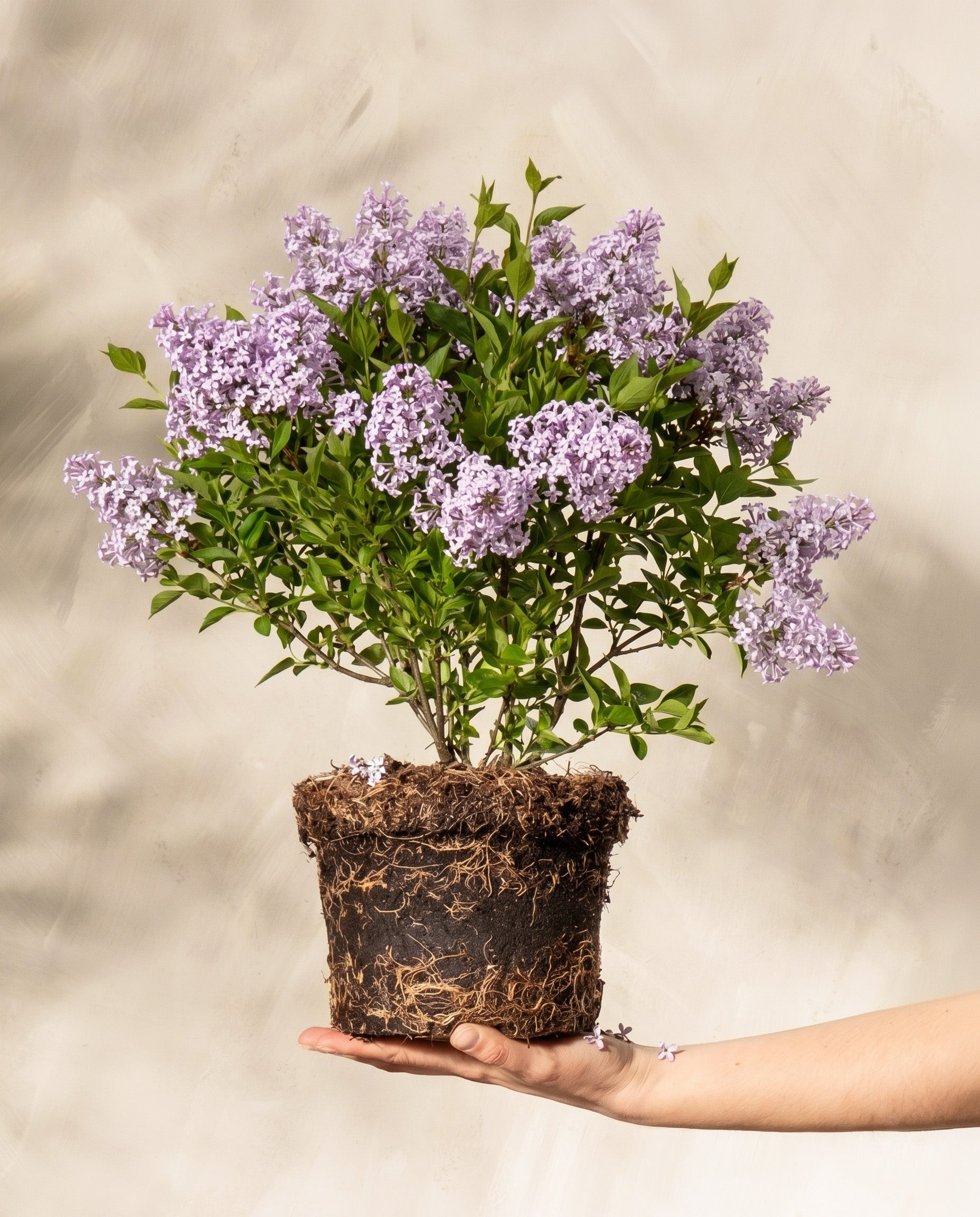 feey-flieder-miss-kim-syringa-patula-1-2-m-f-r-k-bel-und-garten image 1
