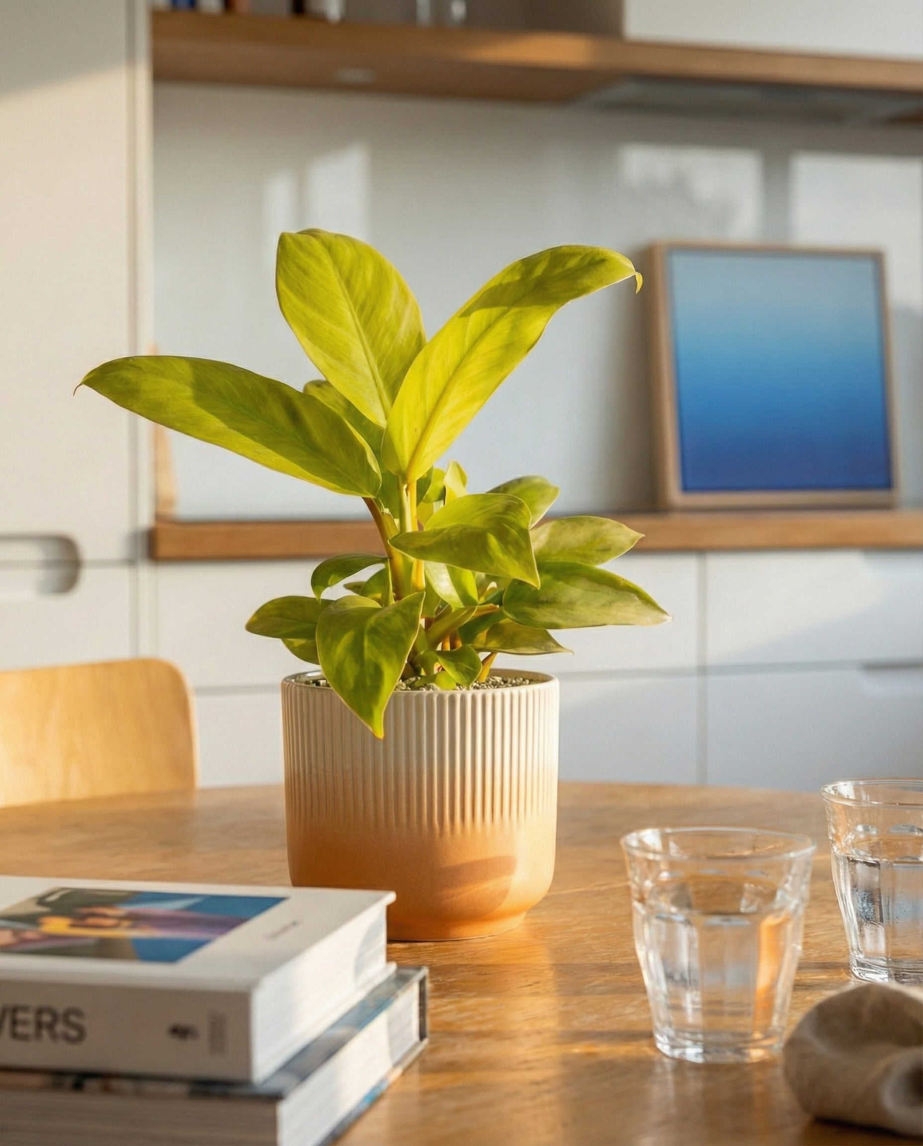 feey-philodendron-ceylon-gold-gelb-gr-ne-h-ngepflanze image 2