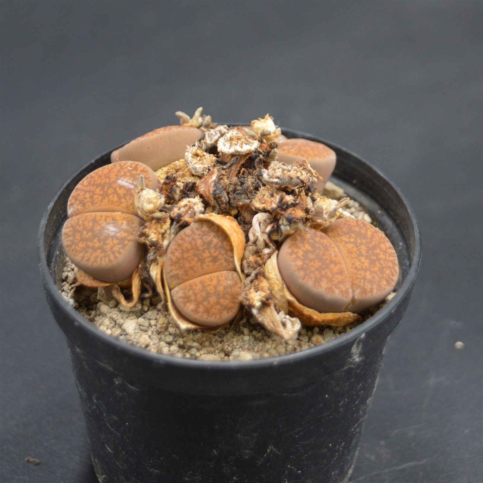 pasiora-lithops-lebende-steine-sukkulenten-rarit-t-einzelst-ck image 1