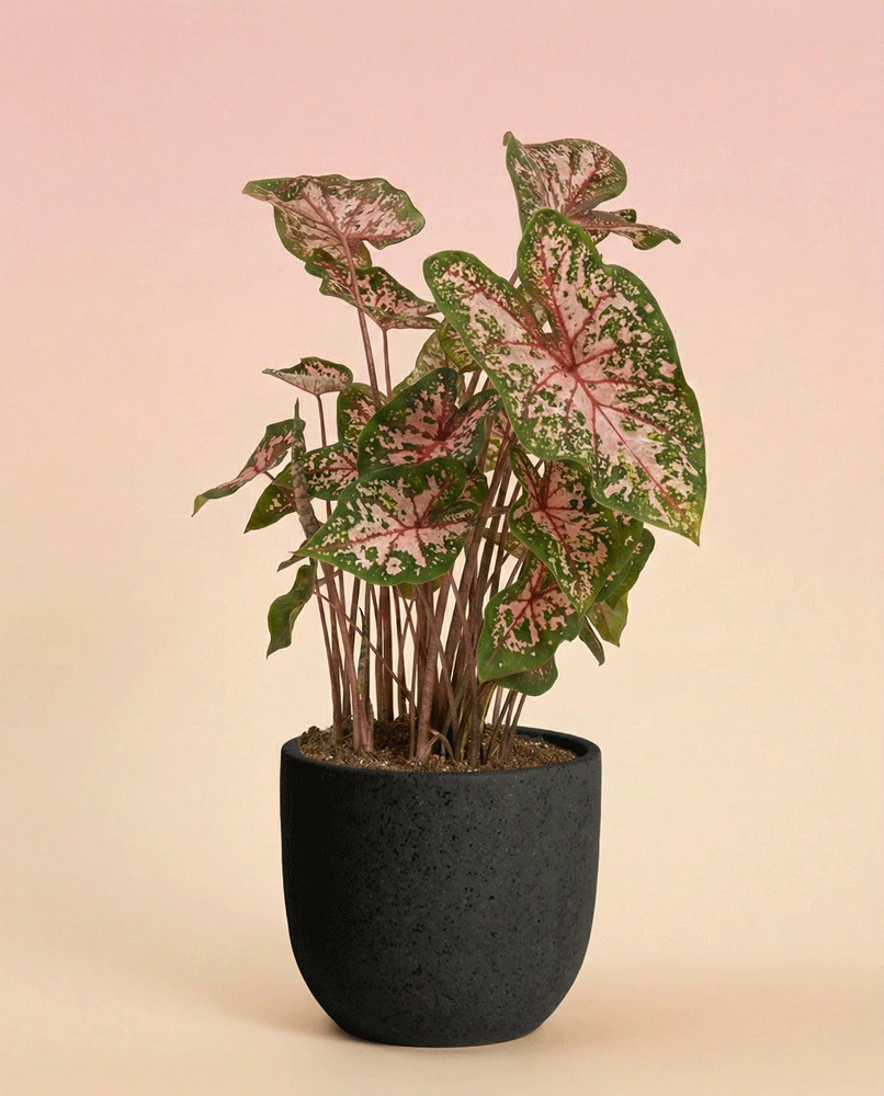 feey-caladium-carolyn-whorton-zimmerpflanze-mit-rosa-gr-nen-bl-ttern image 6