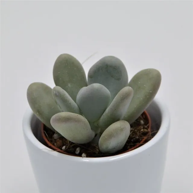 pasiora-pachyphytum-bracteosum-sukkulente-5-5cm-topf-2 image 1