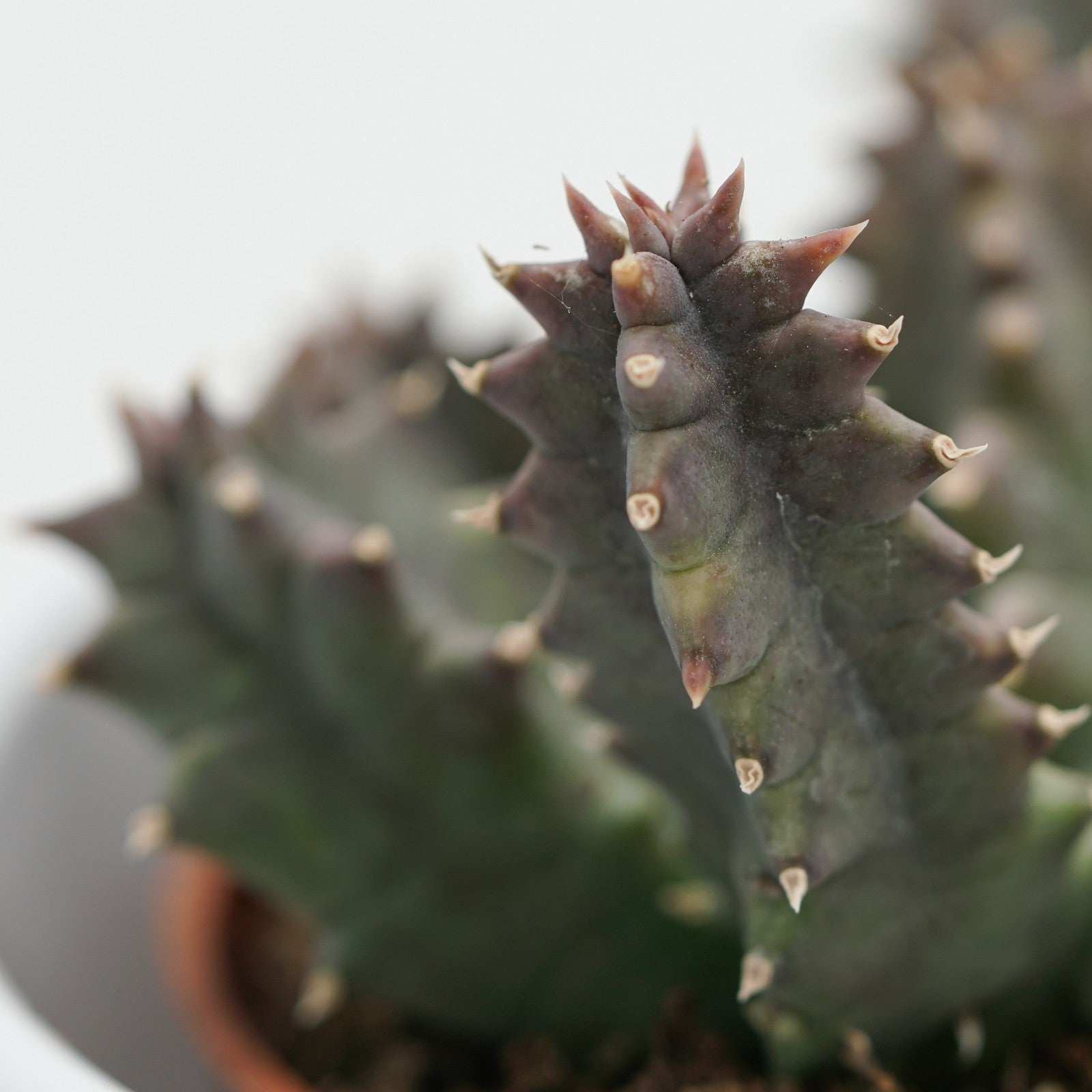 pasiora-huernia-confusa-aasblume-sukkulente-8-cm-topf image 5