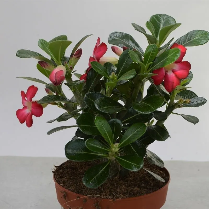 pasiora-adenium-obesum-w-stenrose-sukkulente-12cm image 1