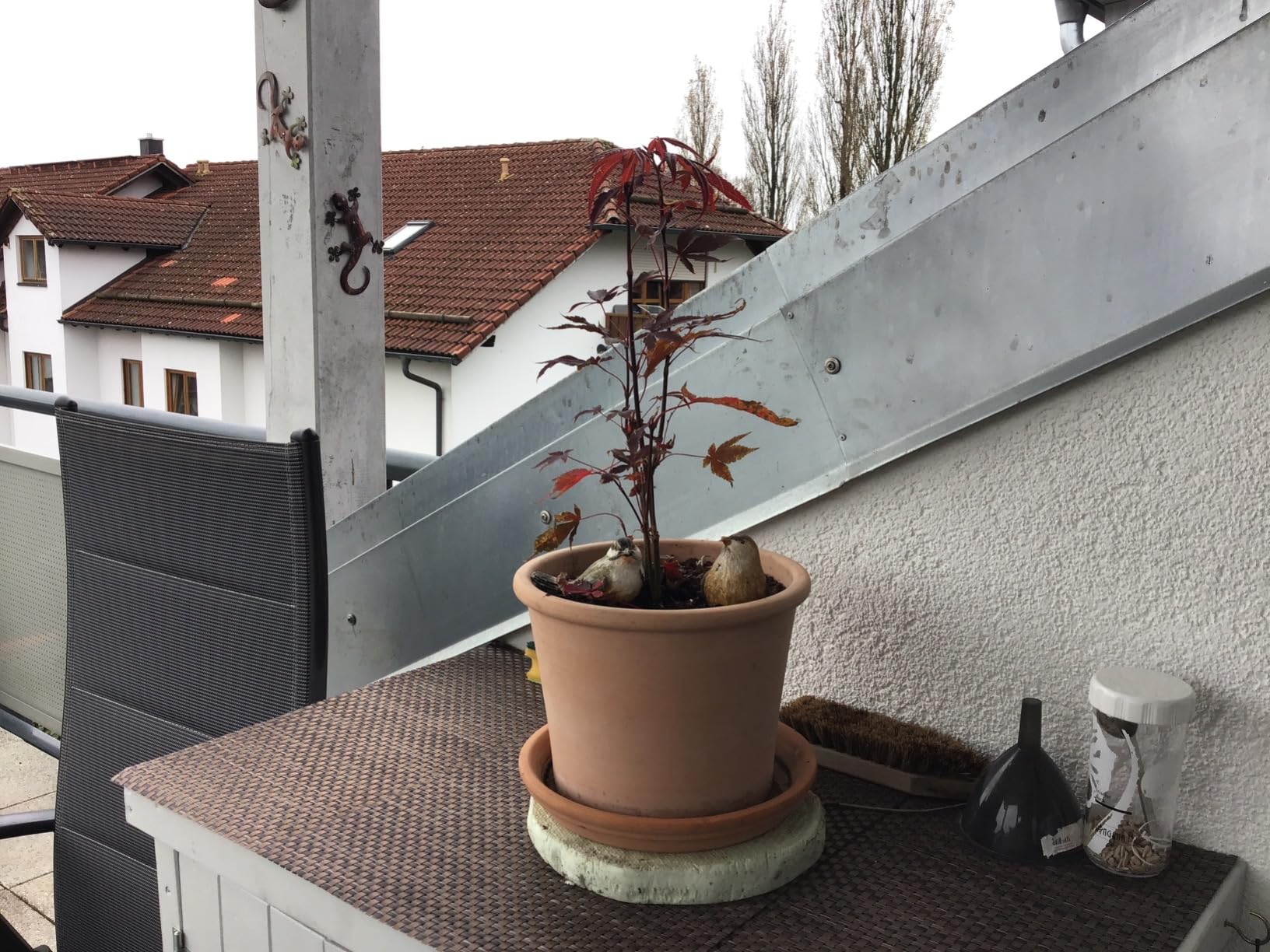 Echter Hingucker