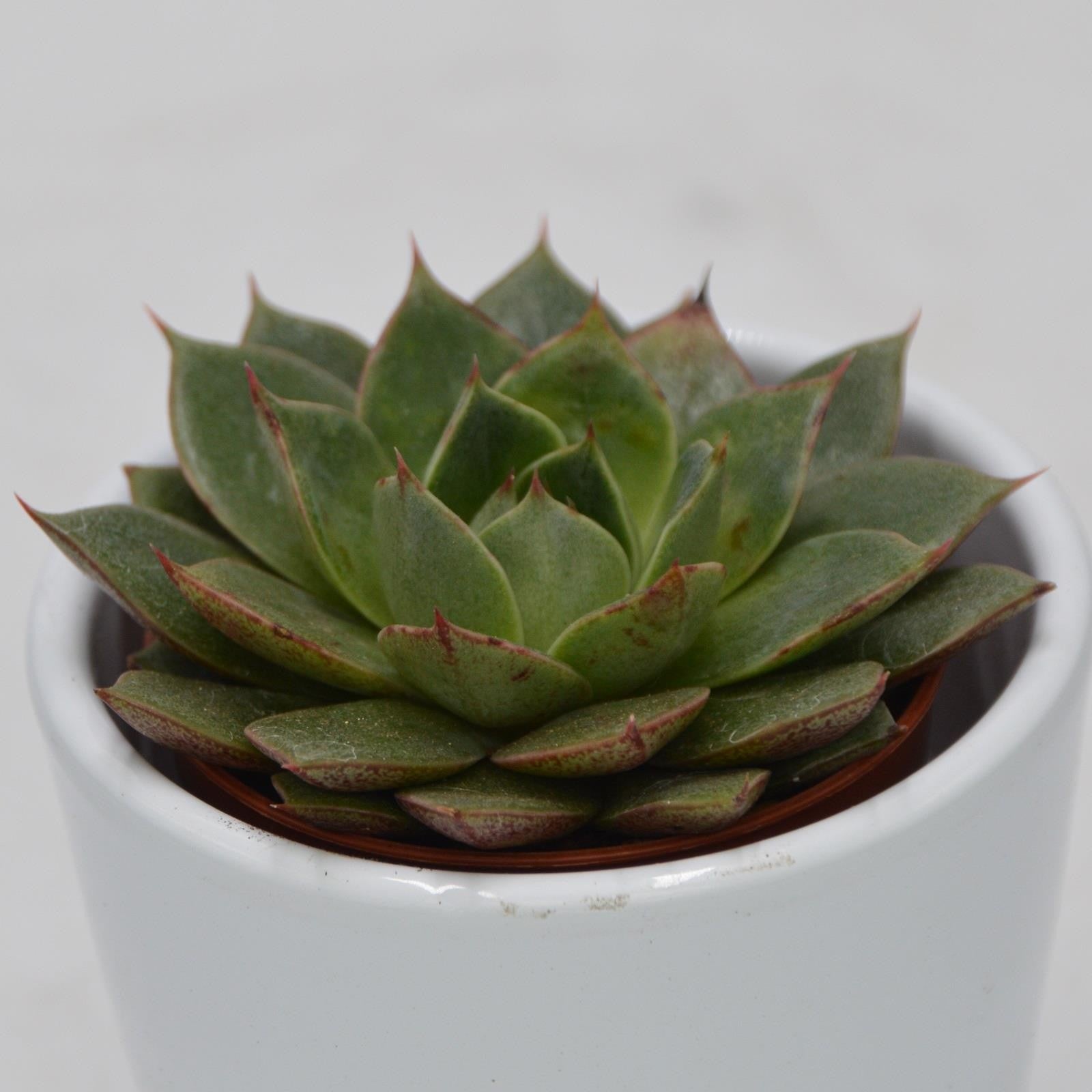 pasiora-echeveria-parva-sukkulente-5-5cm-topf image 1