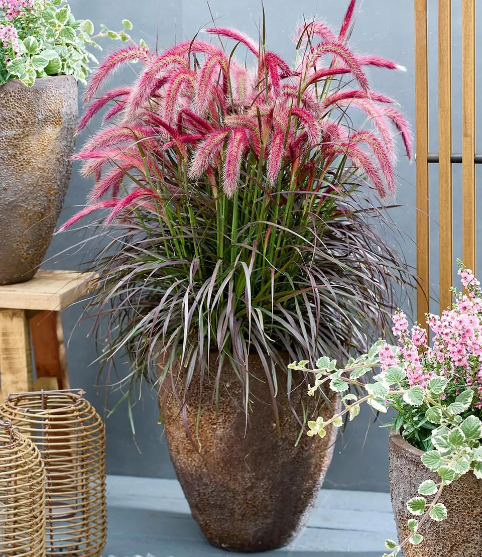 baldur-garten-lampenputzergras-tiny-tails-im-9x9-cm-topf image 1