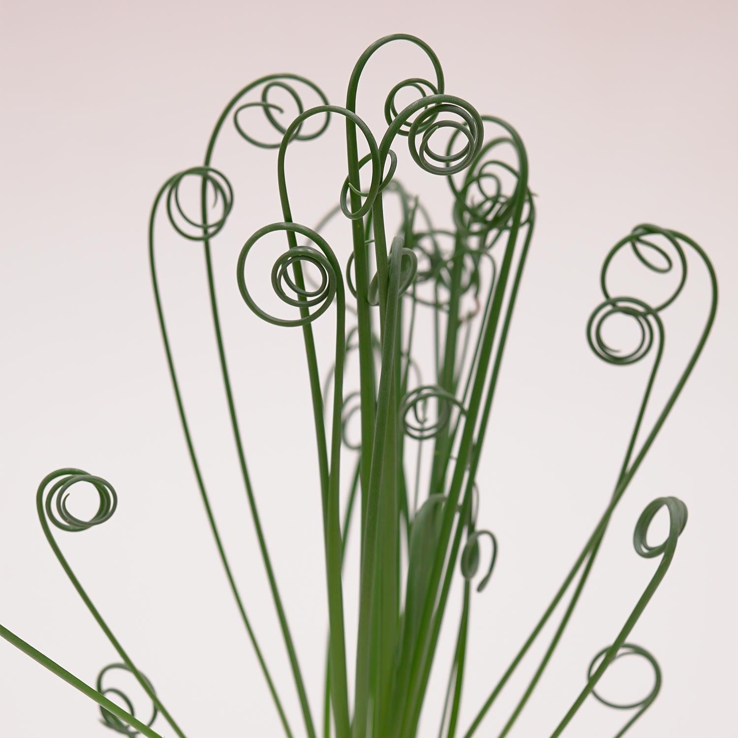 pasiora-albuca-spiralis-frizzle-sizzle-sukkulente-10-5-cm image 1