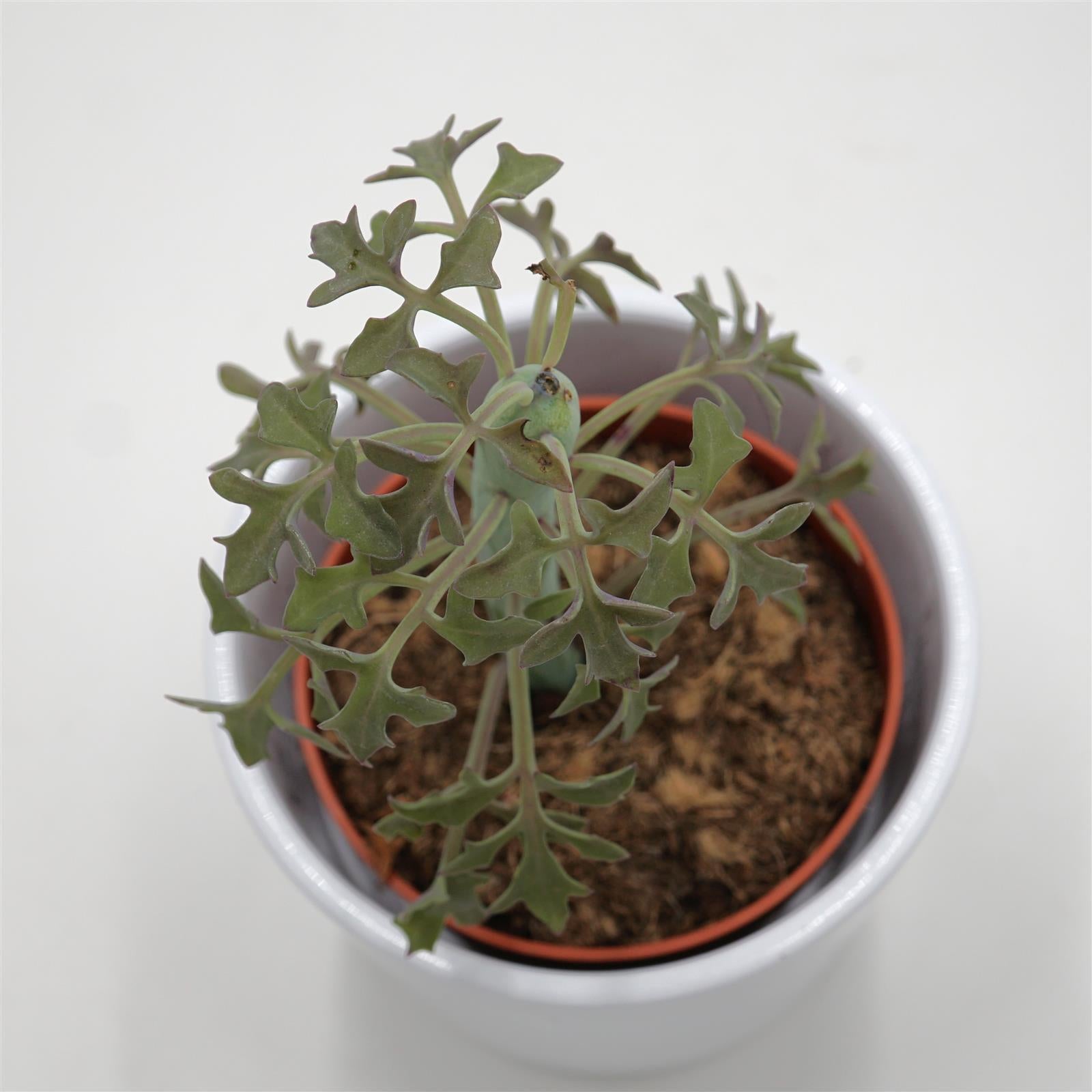 pasiora-senecio-articulatus-sukkulente-8-5cm-topf image 2