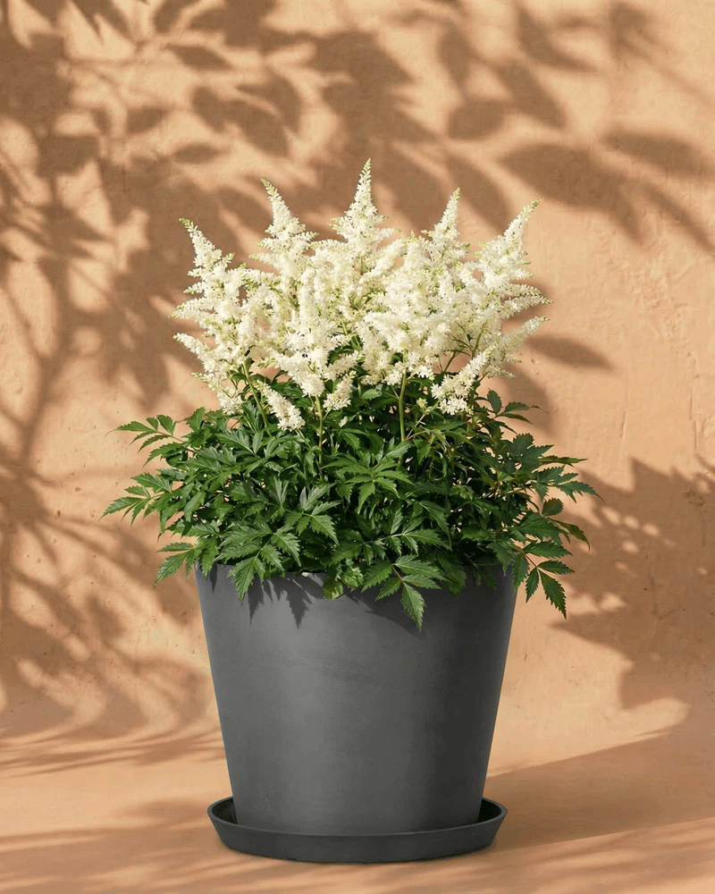 feey-astilbe-wei-knollen-pflanze-f-r-schatten image 5