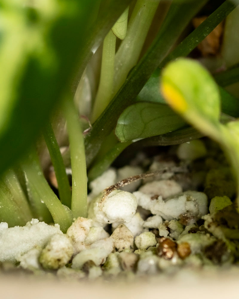 feey-syngonium-pixie-purpurtute-h-ngepflanze image 8