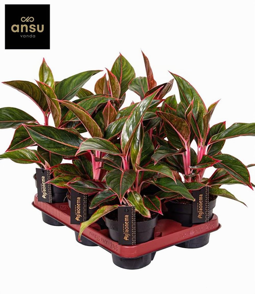 baldur-garten-aglaonema-jungle-red-zimmerpflanze-12-cm-topf image 2