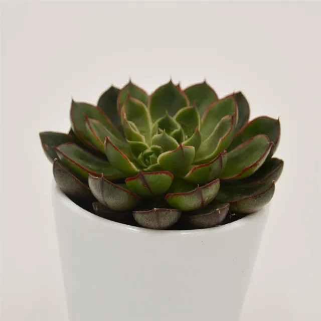 pasiora-echeveria-alita-6cm-topf image 1