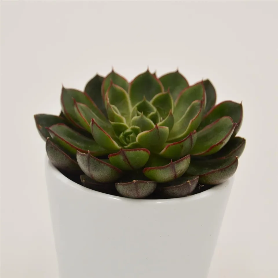pasiora-echeveria-alita-6cm-topf image 1
