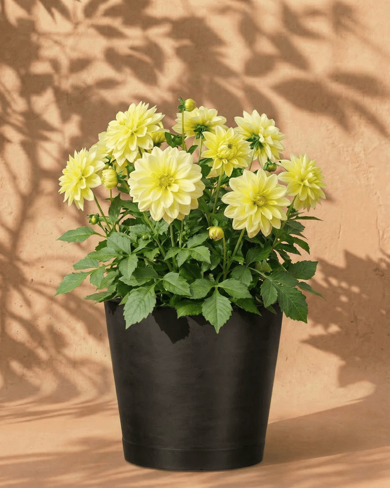 feey-dahlien-gelb-knollenpflanze-dahlia-bis-1-m image 5