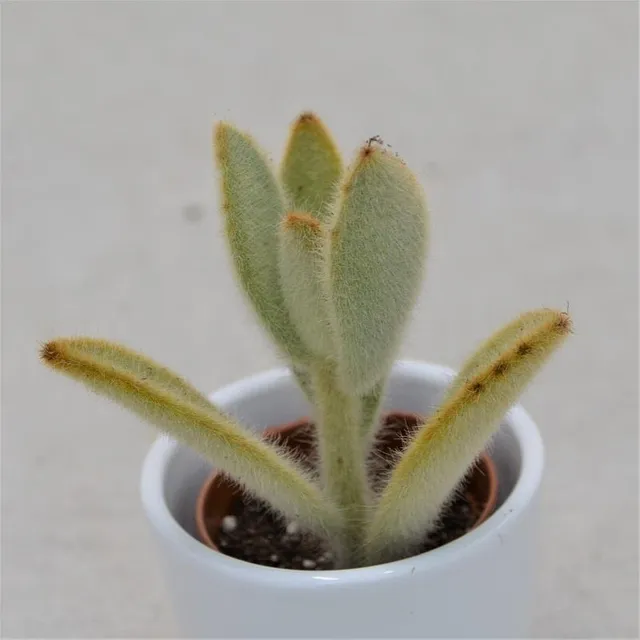 pasiora-kalanchoe-villosa-sukkulente-6-5cm-topf image 1