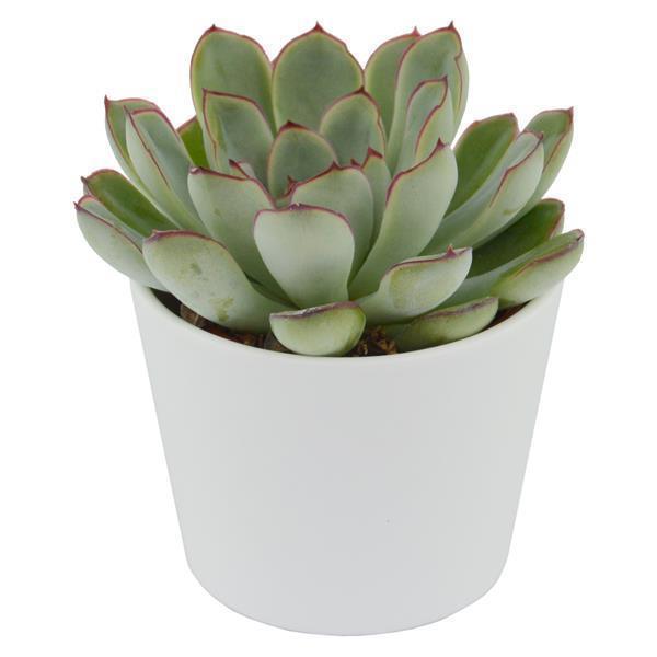 pasiora-echeveria-pulidonis-sukkulente-6-cm-topf image 3