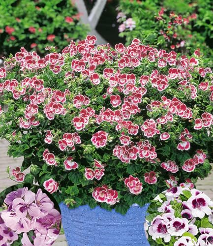 baldur-garten-3x-duft-geranie-moskito-schocker-10-5-cm-topf image 7