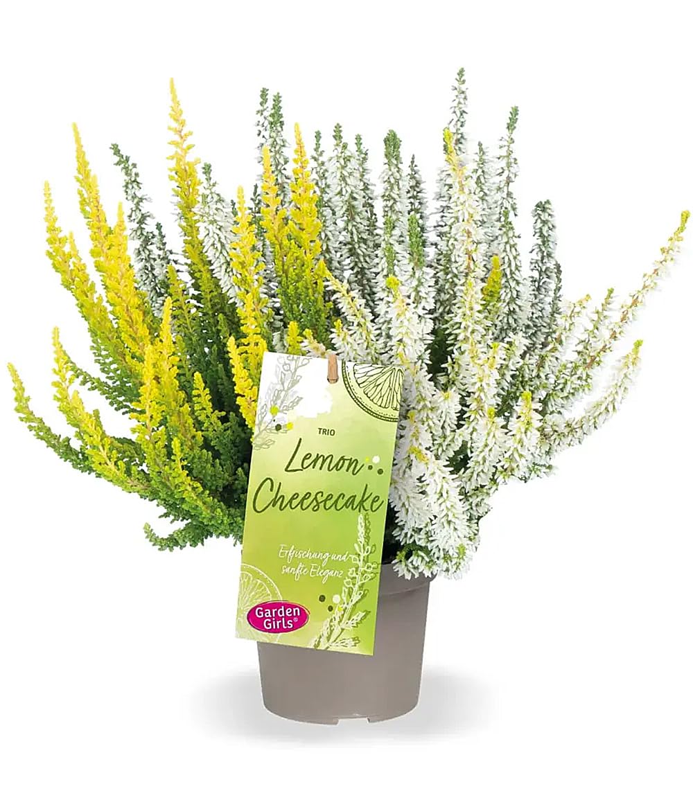 baldur-garten-2x-calluna-knospenheide-trio-lemon-cheesecake-im-11-cm-topf image 3