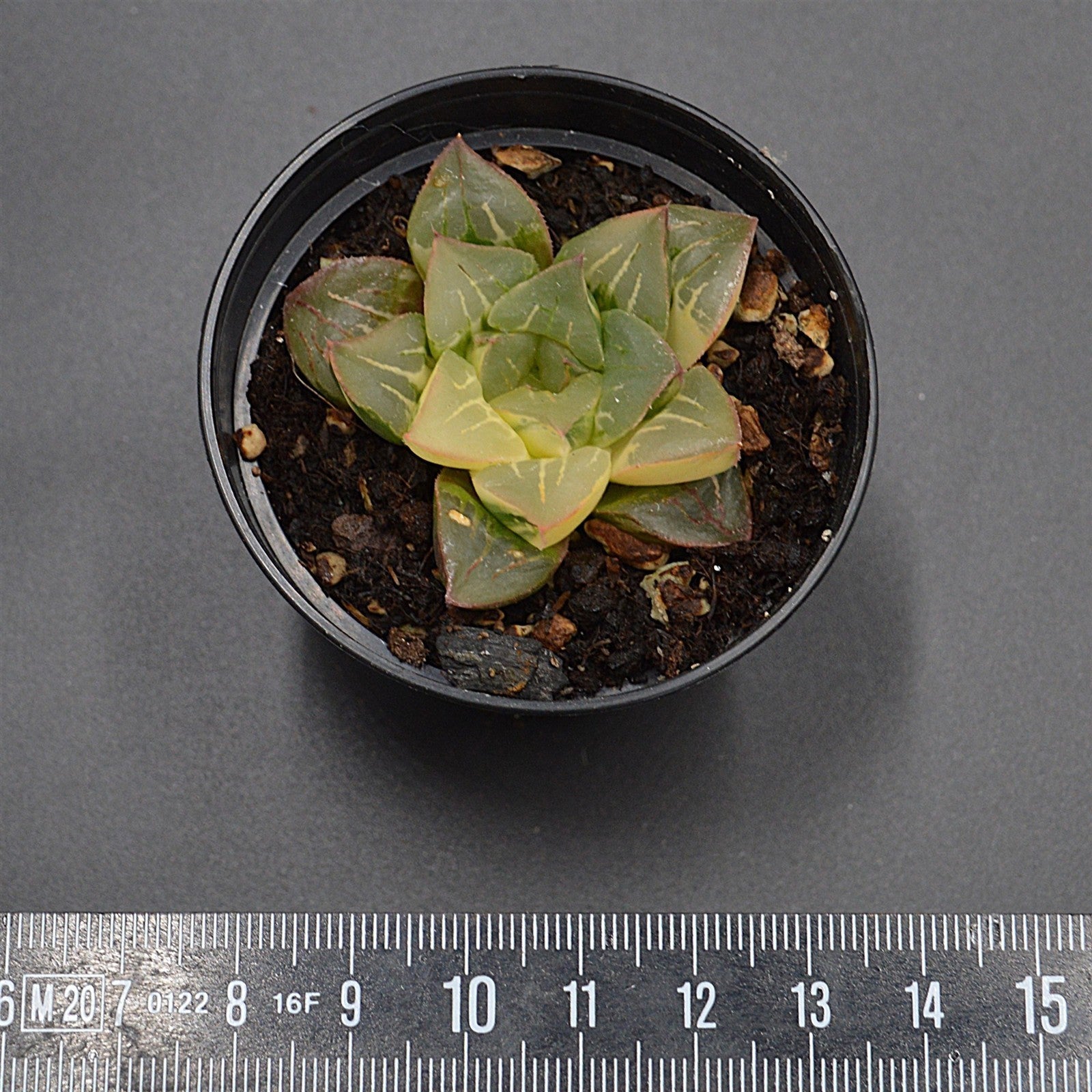pasiora-haworthia-magnifica-f-variegata-rarit-t-einzelst-ck image 2
