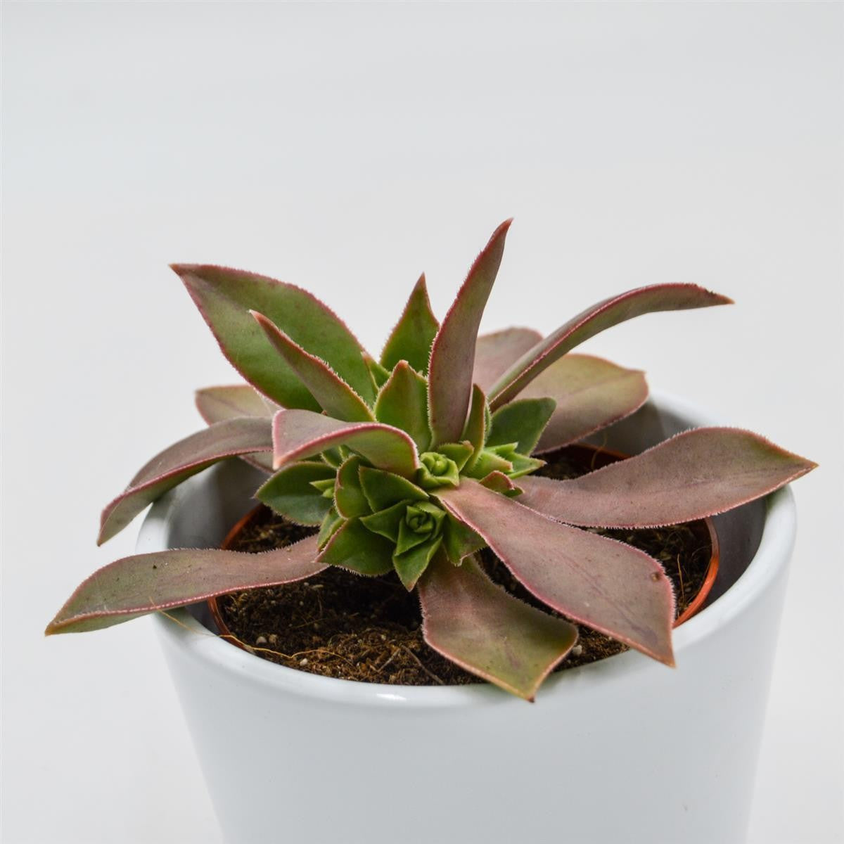 pasiora-aeonium-leucoblepharum-sukkulente-8-5cm image 2