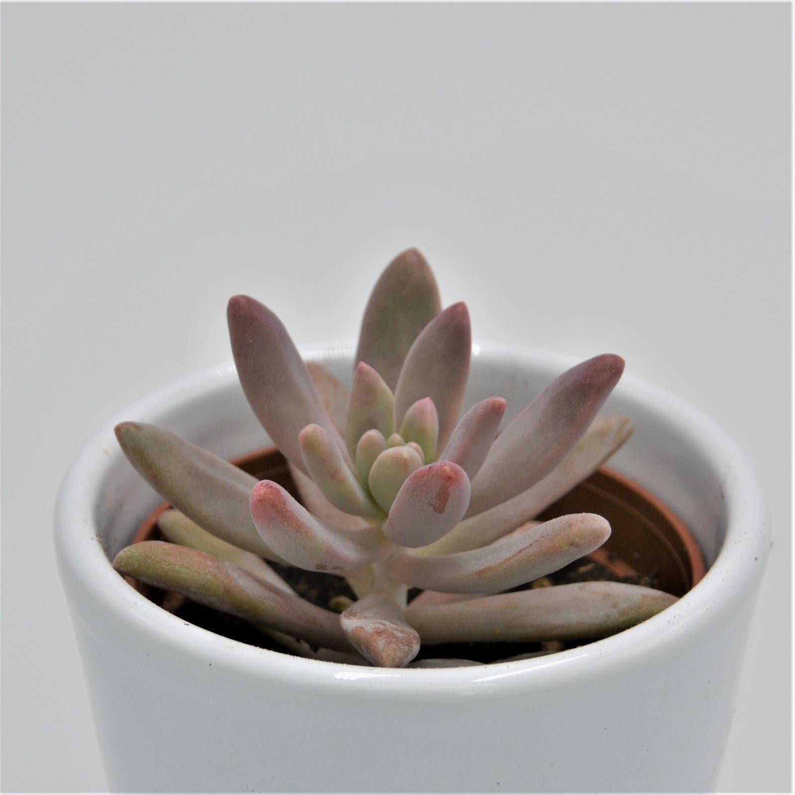 pasiora-graptosedum-darley-sunshine-sukkulente-6cm-topf image 2